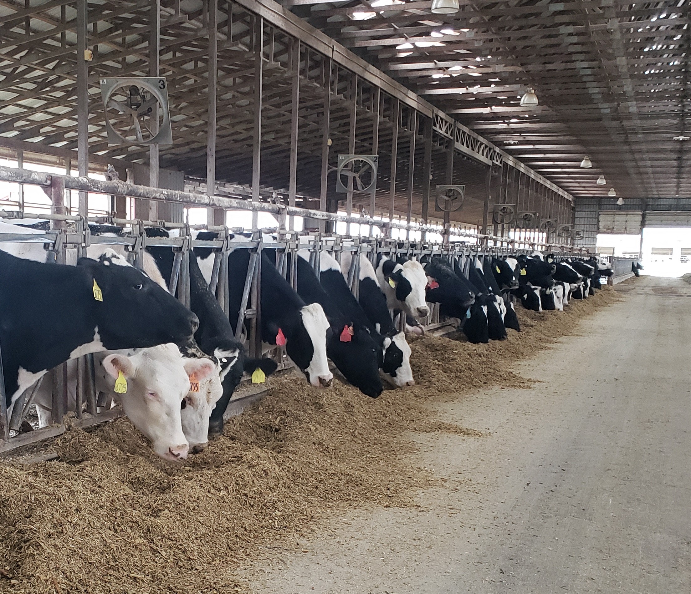 Cows at the bunk.jpg